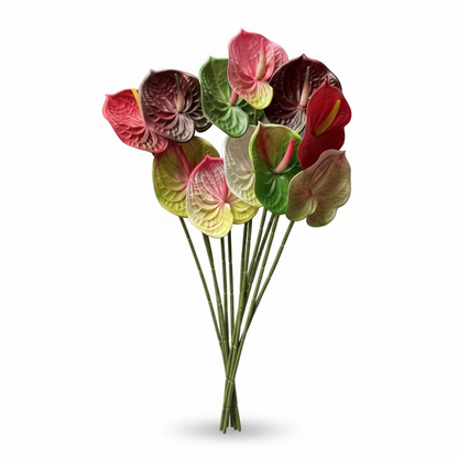 Dekorativni anthurium (Flamingo Flower)