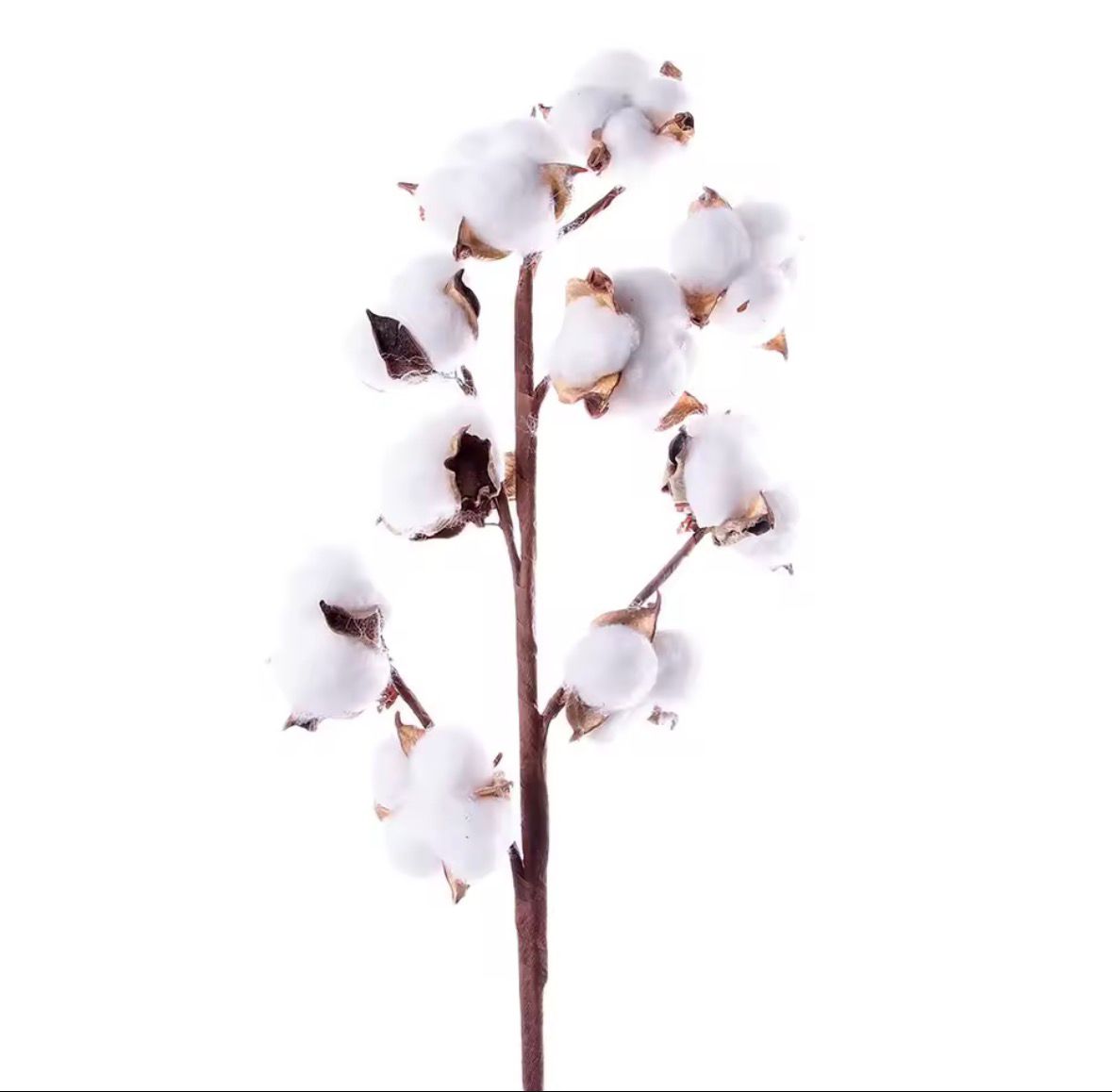 Dekorativni buket pamuka - 10 grančica