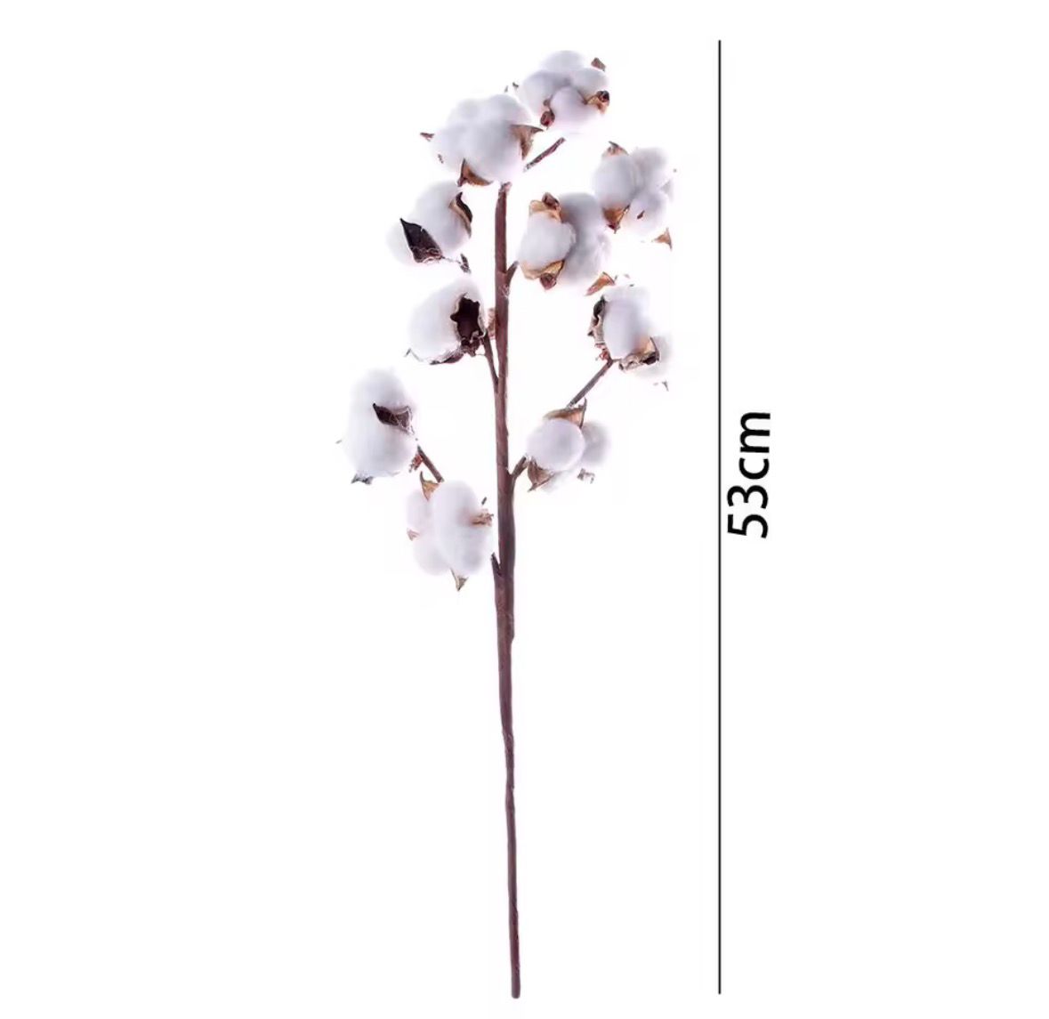 Dekorativni buket pamuka - 10 grančica