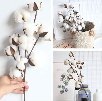 Dekorativni buket pamuka - 10 grančica