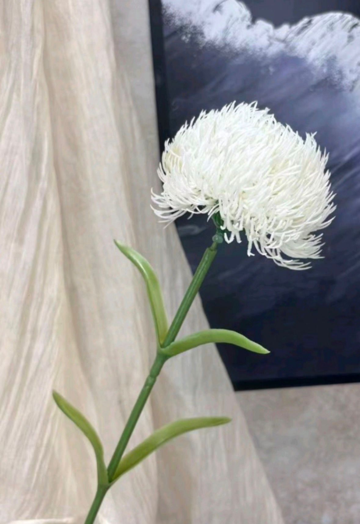 Dekorativni cvet Dianthus (Chinese Pink)