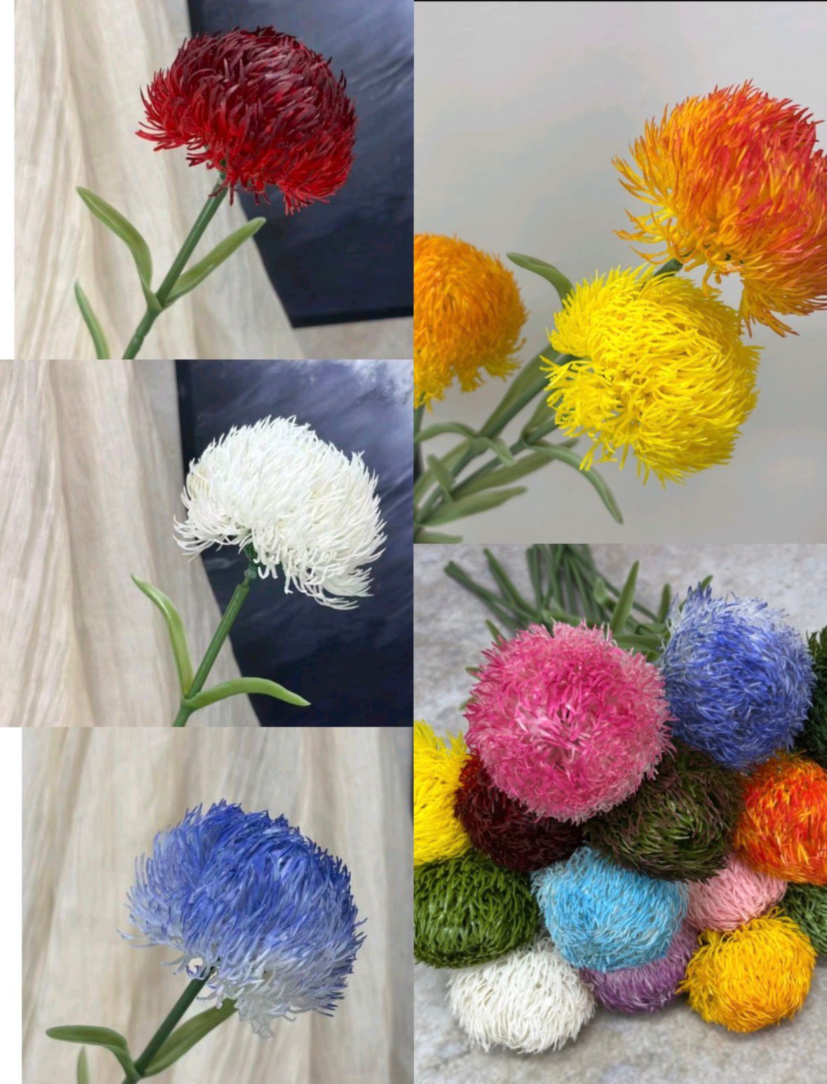 Dekorativni cvet Dianthus (Chinese Pink)