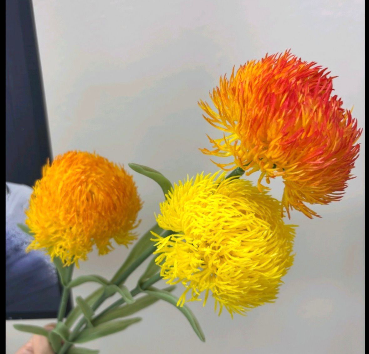 Dekorativni cvet Dianthus (Chinese Pink)