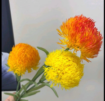 Dekorativni cvet Dianthus (Chinese Pink)