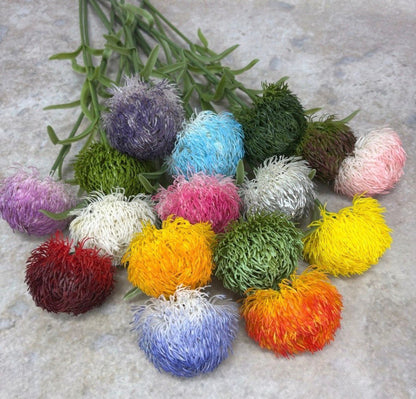 Dekorativni cvet Dianthus (Chinese Pink)