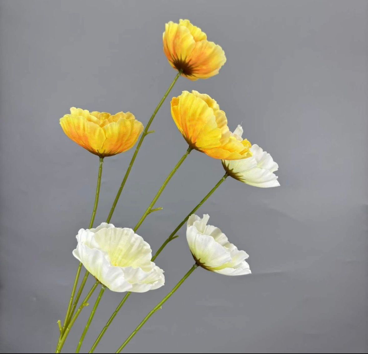 Dekorativni cvet Dianthus (Chinese Pink) - višecvetna stabljika