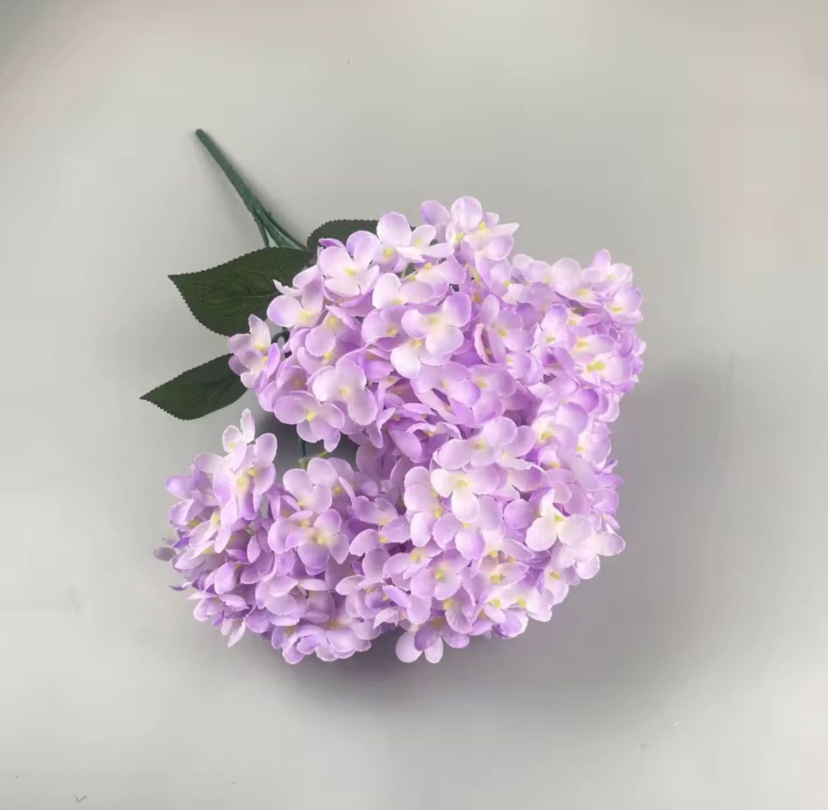 Dekorativna hortenzija - stabljika sa 5 cvetova