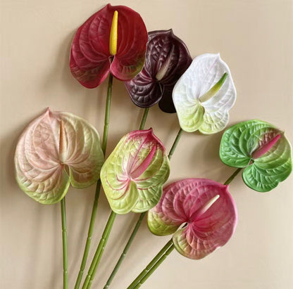 Dekorativni anthurium (Flamingo Flower)