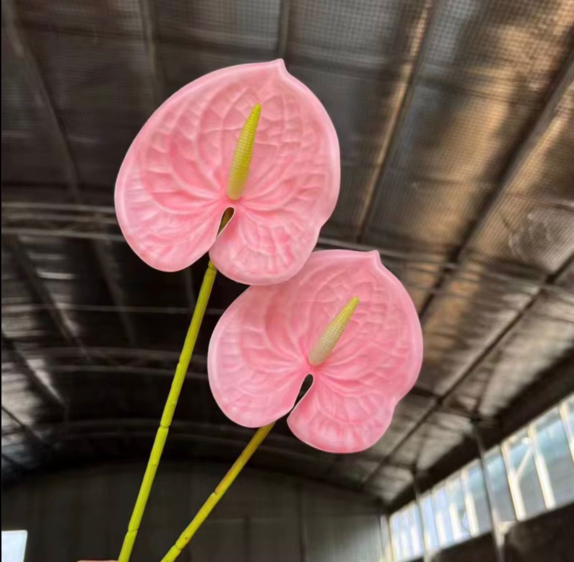 Dekorativni anthurium (Flamingo Flower)