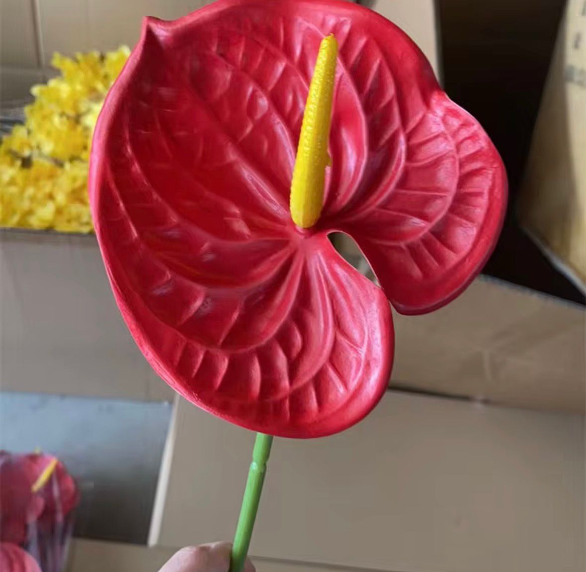 Dekorativni anthurium (Flamingo Flower)