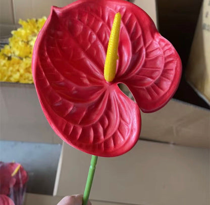 Dekorativni anthurium (Flamingo Flower)