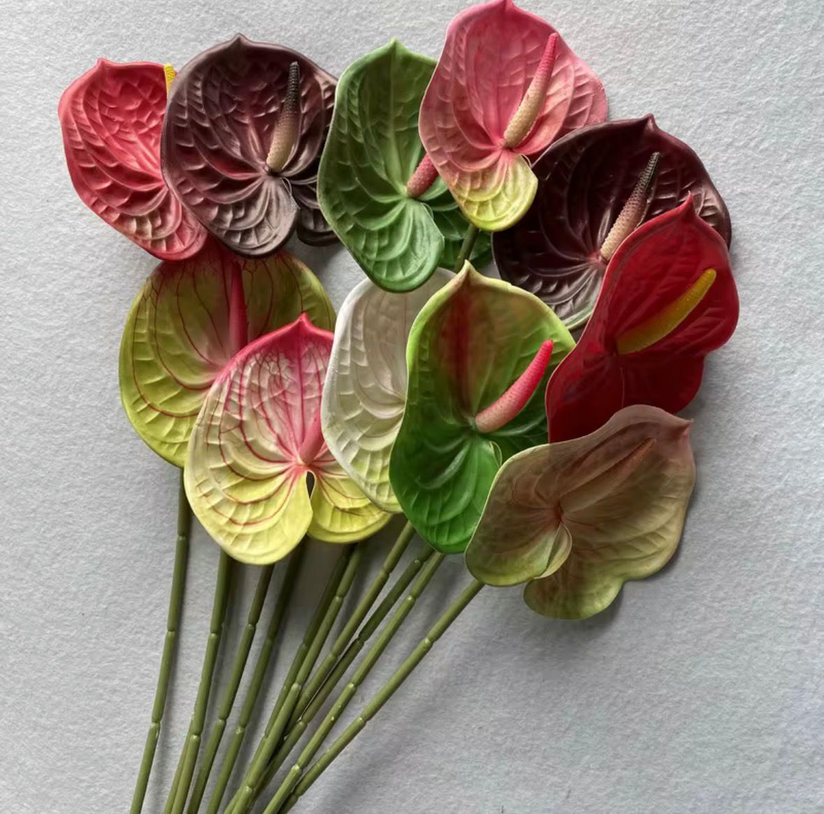 Dekorativni anthurium (Flamingo Flower)