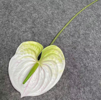 Dekorativni anthurium (Flamingo Flower)