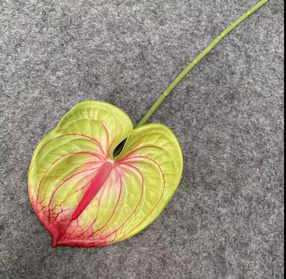 Dekorativni anthurium (Flamingo Flower)