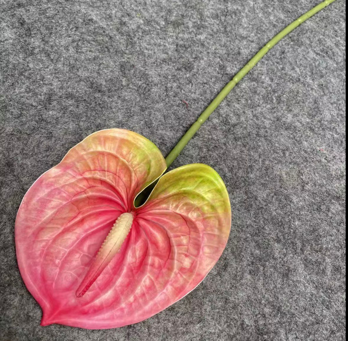 Dekorativni anthurium (Flamingo Flower)